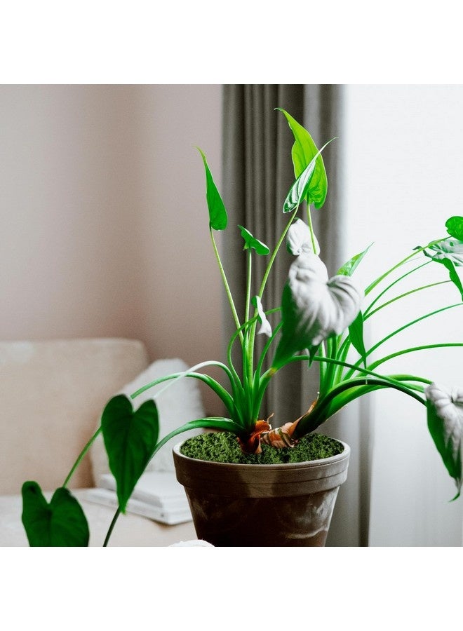 بيوينتي 100 جرام من الطحالب الصناعية المزيفة، عشب صناعي للمناظر الطبيعية، طحالب صناعية للزراعة، فاكس أخضر للنباتات المحفوظة في الأصص (أخضر غامق) - Image 4