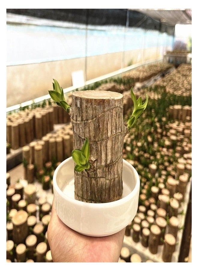 Brazilian Wood Plant,Brazilian Wood - Image 3