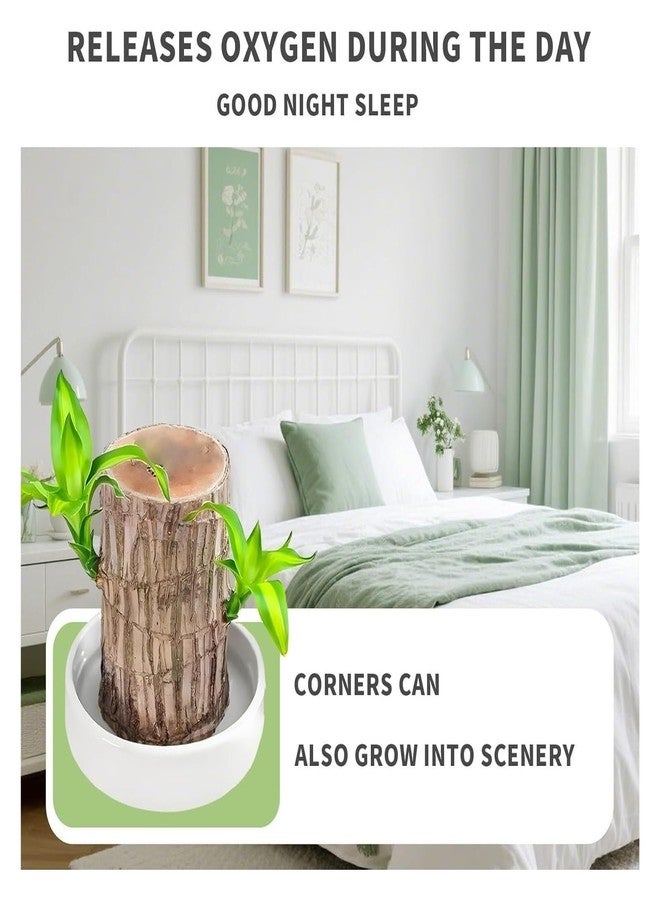 Brazilian Wood Plant,Brazilian Wood - Image 2