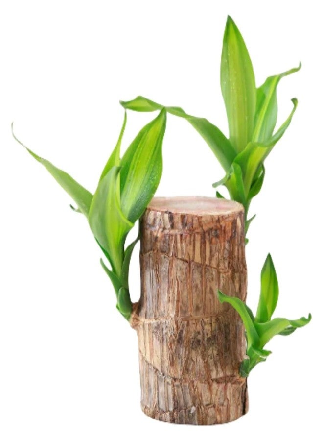 Brazilian Wood Plant,Brazilian Wood - Image 1