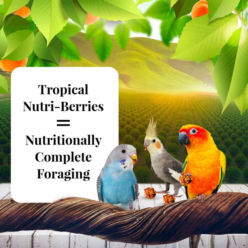 LAFEBER'S Sunny Orchard Nutri-Berries Pet Bird Food, Made with Non-GMO and Human-Grade Ingredients, for Cockatiels Conures Parakeets (Budgies) Lovebirds (Sunny Orchard 10 oz Pack of 2) - Image 2