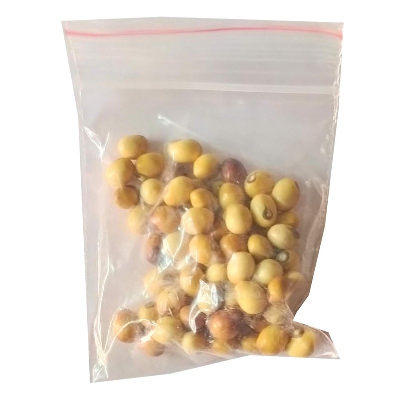 advancedestore Safed Gujna Ratti - Chirmati White Chimri Gunja Rakt Chirmi Gunja Ratti Beads Seed for Lakshmi Mahakali Saraswati Puja (Set of 30) - Image 2