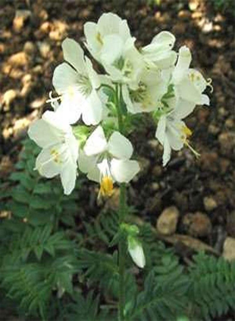 GGOOT Jacob's Ladder(Polemonium Caeruleum) White- 50 Seeds - Image 1