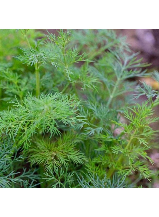 Anith Herb Seeds