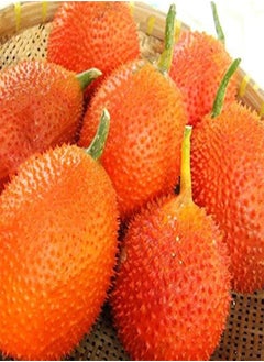 GGOOT 10 Pcs/Pack Bitter Melon Seeds Fruit Bonsai Momordica Cochinchinensis Bonsai Spreng Cochinchin Gourd Non-GMO Fruit Plant  - Image 3