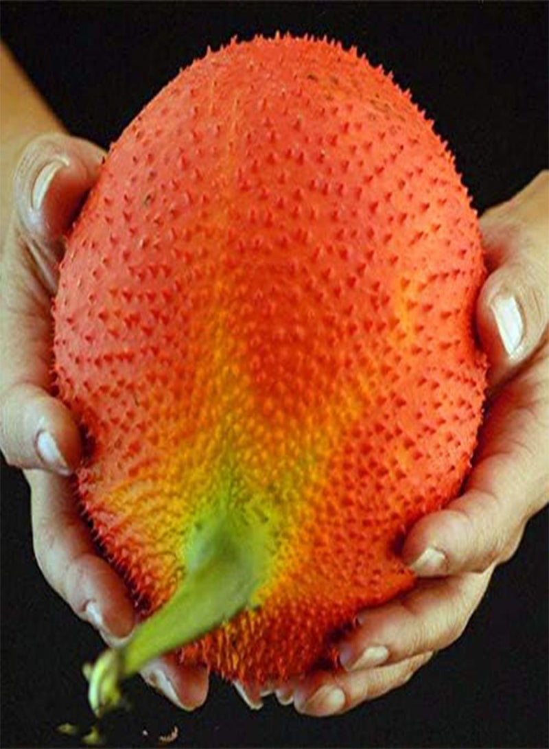 10 Pcs/Pack Bitter Melon Seeds Fruit Bonsai Momordica Cochinchinensis Bonsai Spreng Cochinchin Gourd Non-GMO Fruit Plant