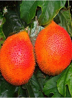 GGOOT 10 Pcs/Pack Bitter Melon Seeds Fruit Bonsai Momordica Cochinchinensis Bonsai Spreng Cochinchin Gourd Non-GMO Fruit Plant  - Image 4