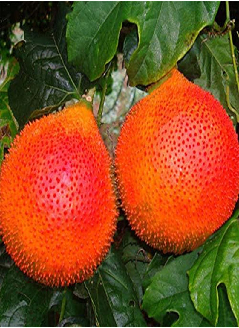 GGOOT 10 Pcs/Pack Bitter Melon Seeds Fruit Bonsai Momordica Cochinchinensis Bonsai Spreng Cochinchin Gourd Non-GMO Fruit Plant  - Image 4