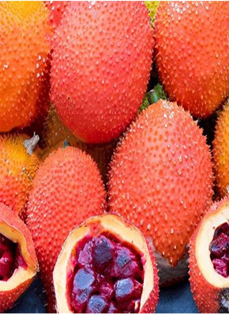 GGOOT 10 Pcs/Pack Bitter Melon Seeds Fruit Bonsai Momordica Cochinchinensis Bonsai Spreng Cochinchin Gourd Non-GMO Fruit Plant  - Image 2