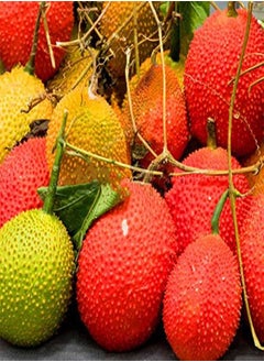 GGOOT 10 Pcs/Pack Bitter Melon Seeds Fruit Bonsai Momordica Cochinchinensis Bonsai Spreng Cochinchin Gourd Non-GMO Fruit Plant  - Image 5
