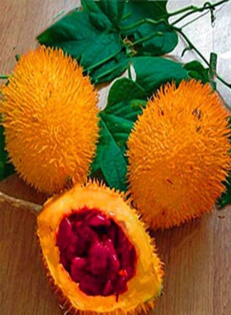 10 Pcs/Pack Bitter Melon Seeds Fruit Bonsai Momordica Cochinchinensis Bonsai Spreng Cochinchin Gourd Non-GMO Fruit Plant