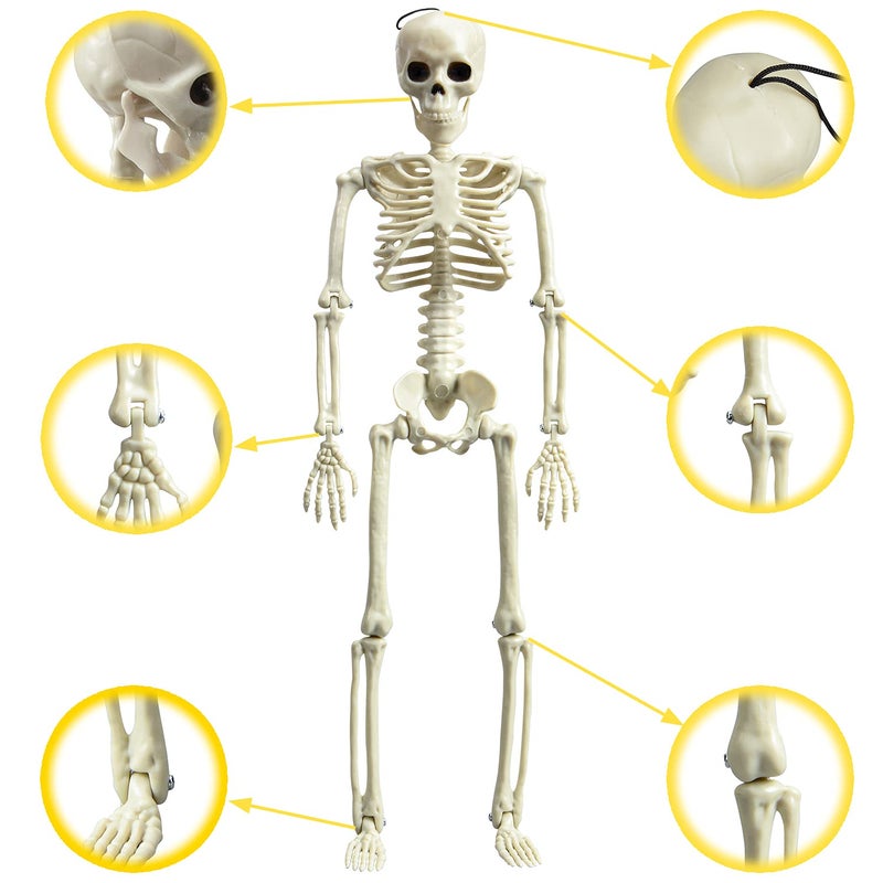 XONOR 16â€ Posable Halloween Skeleton- Full Body Halloween Skeleton with Movable Joints for Haunted House Props Decorations (10pcs) - Image 3