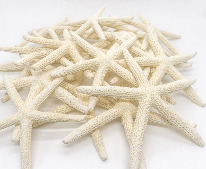 Nautical Crush Trading Starfish Decor Real 45 White Sea Stars Beach Wedding Decor Coastal Party Decorations Bulk Shells for Crafts