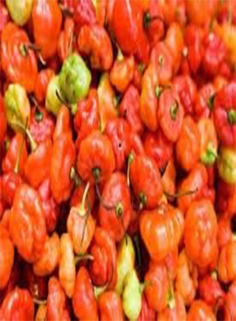 جي جوت 100 بذور خضروات فلفل الكاشوتشا الأحمر. - Image 3