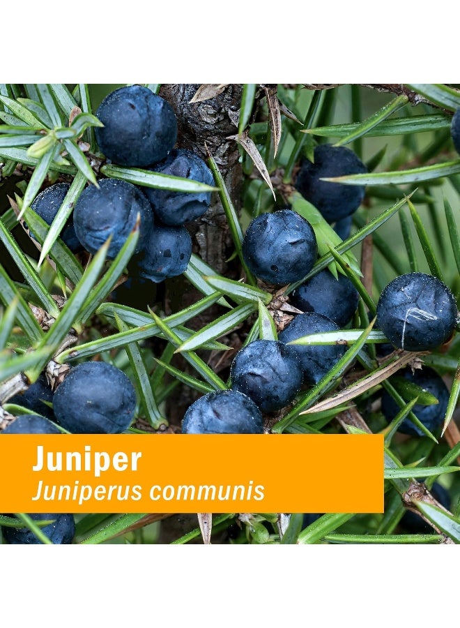 Herb Pharm Juniper, 1 oz (Pack of 1) - Image 2