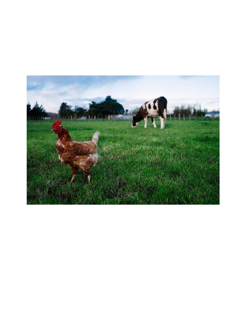 Gardenz Chicken Organic Fertilizer No.1 Choice of Organic Growers - Image 3