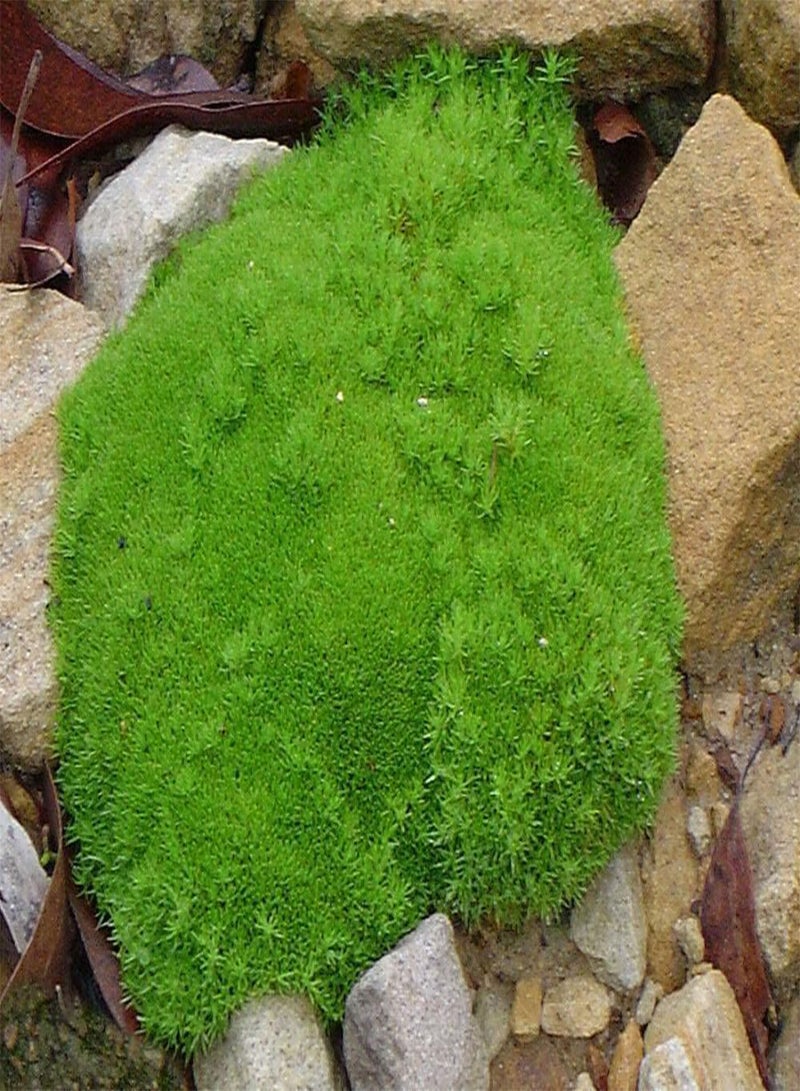 GGOOT Scleranthus Biflorus 'Knawel' - 20 Seeds - Hardy Perennial - Image 2