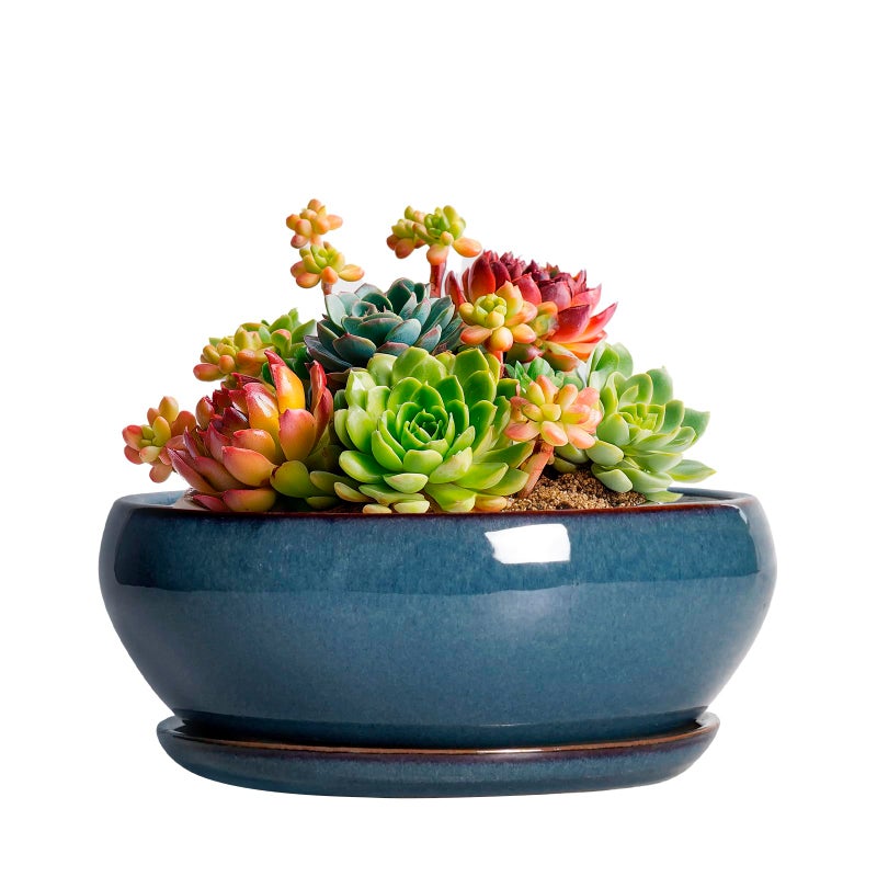 SQOWL Succulent Pots - 6 Inch Ceramic Bonsai Pots, Shallow Planter with Drainage Hole and Saucer, Modern Round Planter for Indoor Plants Outdoor, Flower Cactus Pot, Home Decor, Plant Lover Gift, Blue - Image 1