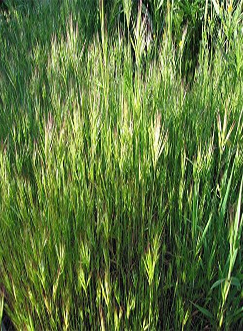 جي جوت البذور: بذور عشبة البروم الأحمر 50 بذرة بذور طازجة