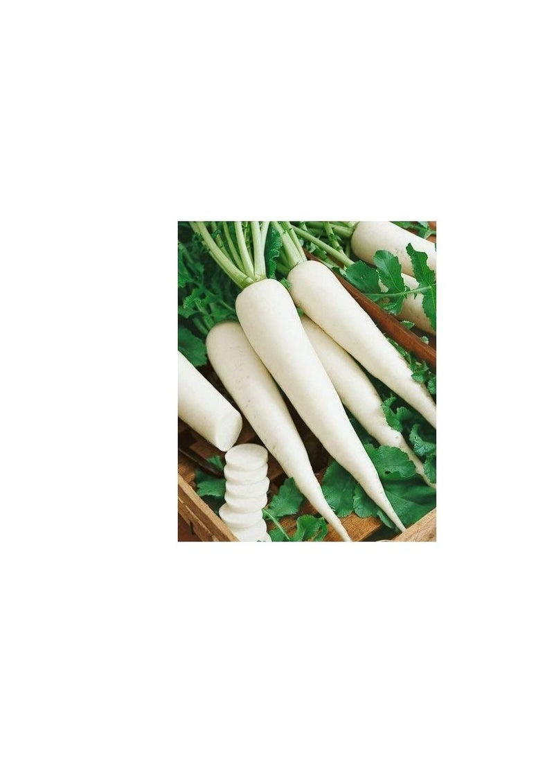 Agrimax Radish Easy to Grow Seeds  - Image 1