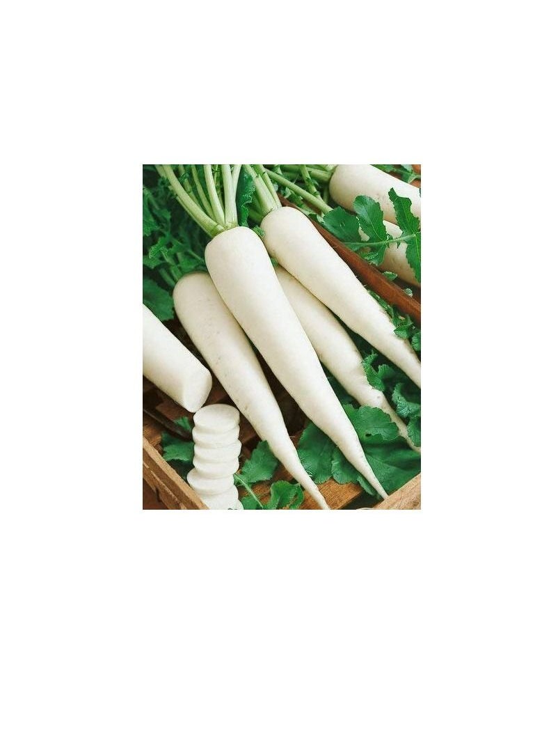 Agrimax Radish Easy to Grow Seeds  - Image 3
