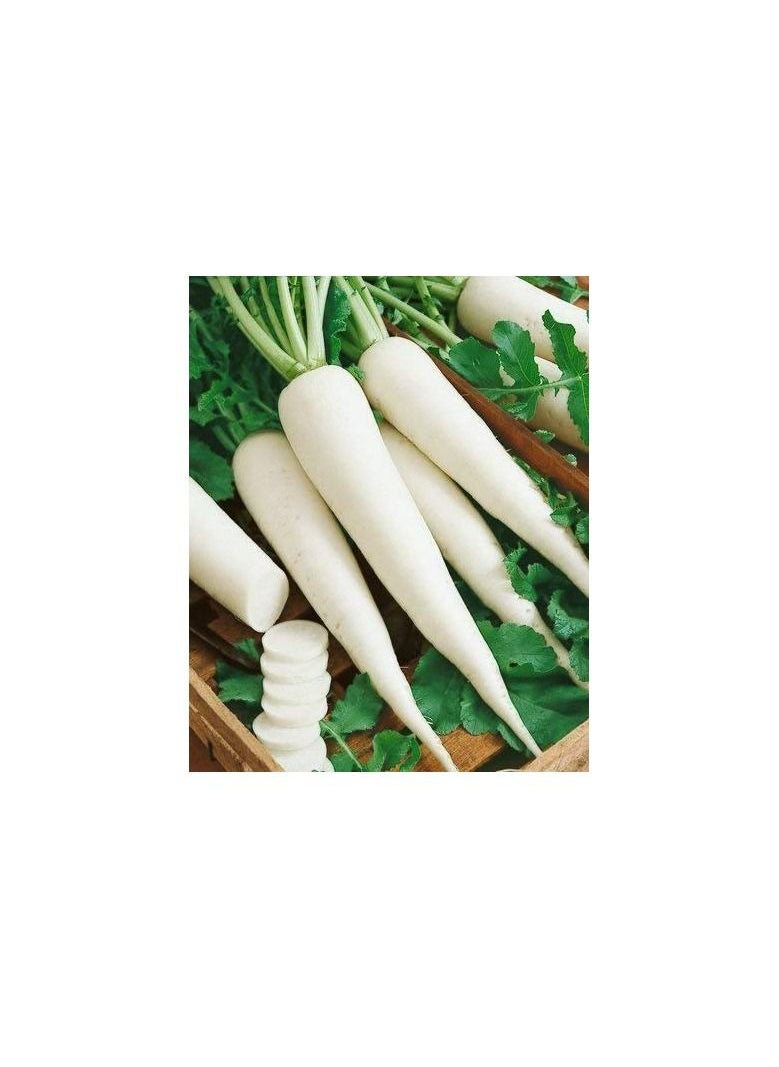 Agrimax Radish Easy to Grow Seeds  - Image 2