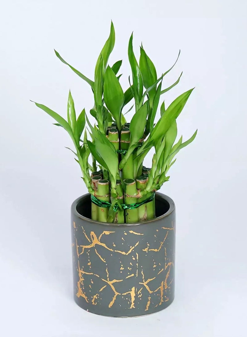 Ferns N Petals Good Luck Bamboo in Premium Vase  - Image 1