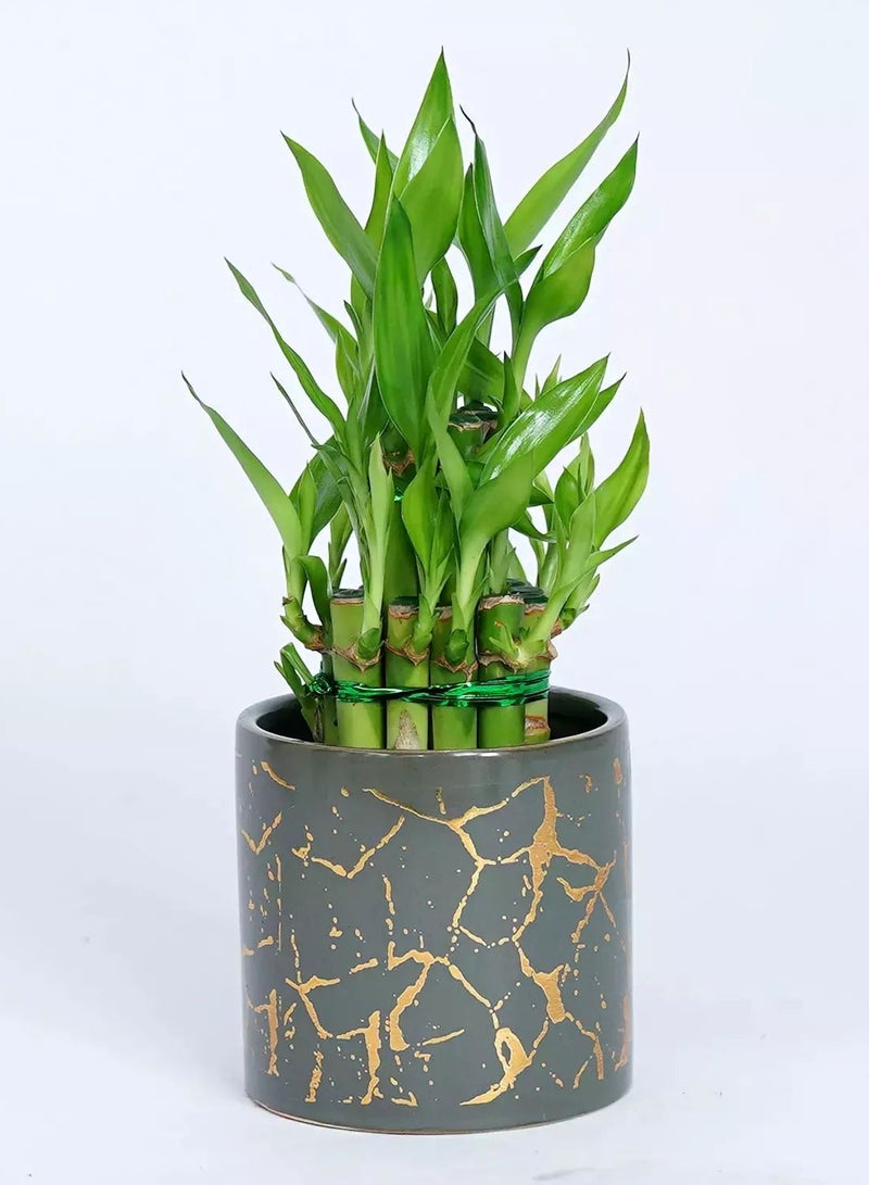 Ferns N Petals Good Luck Bamboo in Premium Vase  - Image 2