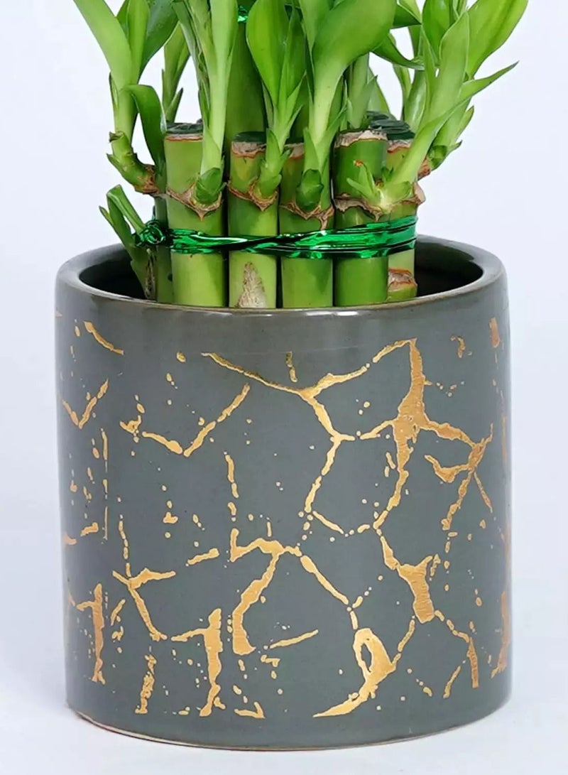 Ferns N Petals Good Luck Bamboo in Premium Vase  - Image 3