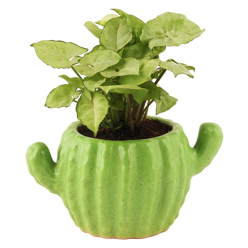 Leafy Tales Ceramic Cactus Shape Planter, Small Size - Light Green, 1 Piece - Image 5