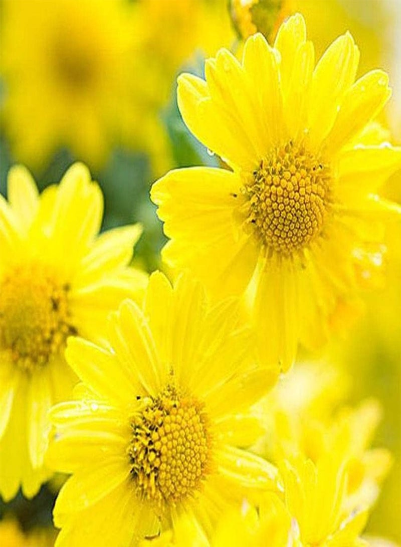GGOOT 100Pcs Daisy Seeds Eye Catching Yellow Flowers Decorative Garden Create Beautiful Outdoor Environment Loved by Professionals - Image 1