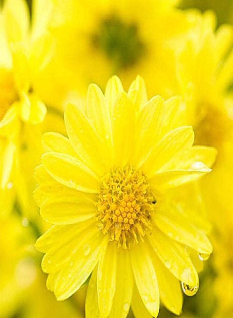 GGOOT 100Pcs Daisy Seeds Eye Catching Yellow Flowers Decorative Garden Create Beautiful Outdoor Environment Loved by Professionals - Image 2