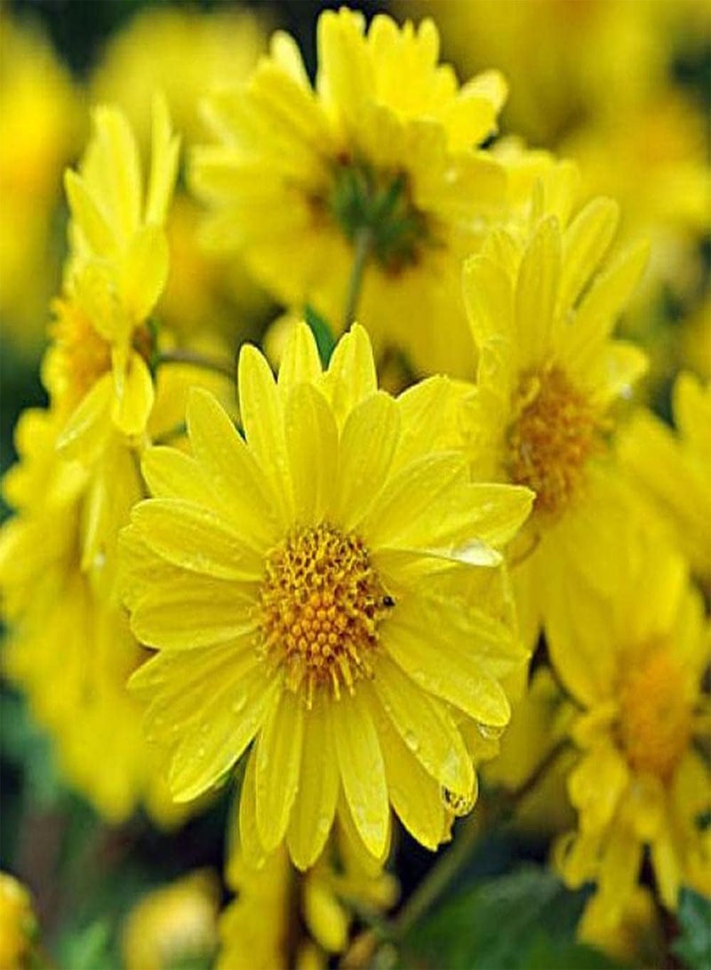 GGOOT 100Pcs Daisy Seeds Eye Catching Yellow Flowers Decorative Garden Create Beautiful Outdoor Environment Loved by Professionals - Image 3