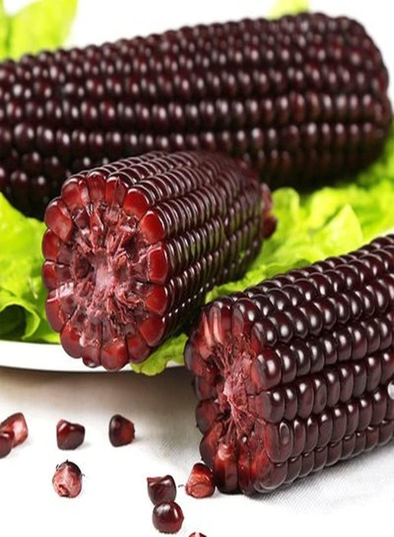 GGOOT 50pcs Special Variety Corn Seeds Grow Your Own Fresh Health Vegetables in Garden Courtyard More Sense of Accomplishment - Image 1