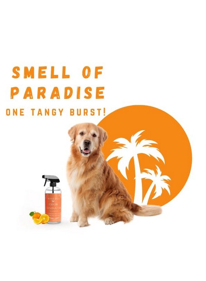Generic Orange & Co. Traditional Pet Odor Eliminator - Strong Citrus Formula for Stubborn Dog and Cat Pee Odors on Carpet, Furniture, and Indoor/Outdoor Floors - Deodorizer - 16 Fluid Ounces - Puppy Supplies  - Image 2