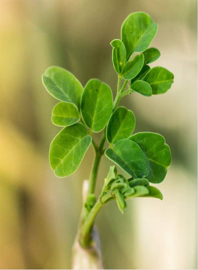 GGOOT 20pcs Moringa Seeds The Trees Bloom All Year Round Fresh Seeds Has Economic Value and Ornamental Value Natural Growth Suitable for Beginners to Grow in The Garden - Image 1