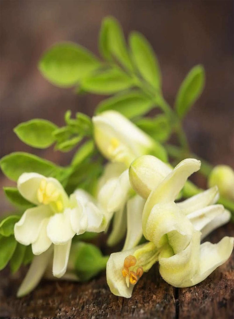 GGOOT 20pcs Moringa Seeds The Trees Bloom All Year Round Fresh Seeds Has Economic Value and Ornamental Value Natural Growth Suitable for Beginners to Grow in The Garden - Image 3
