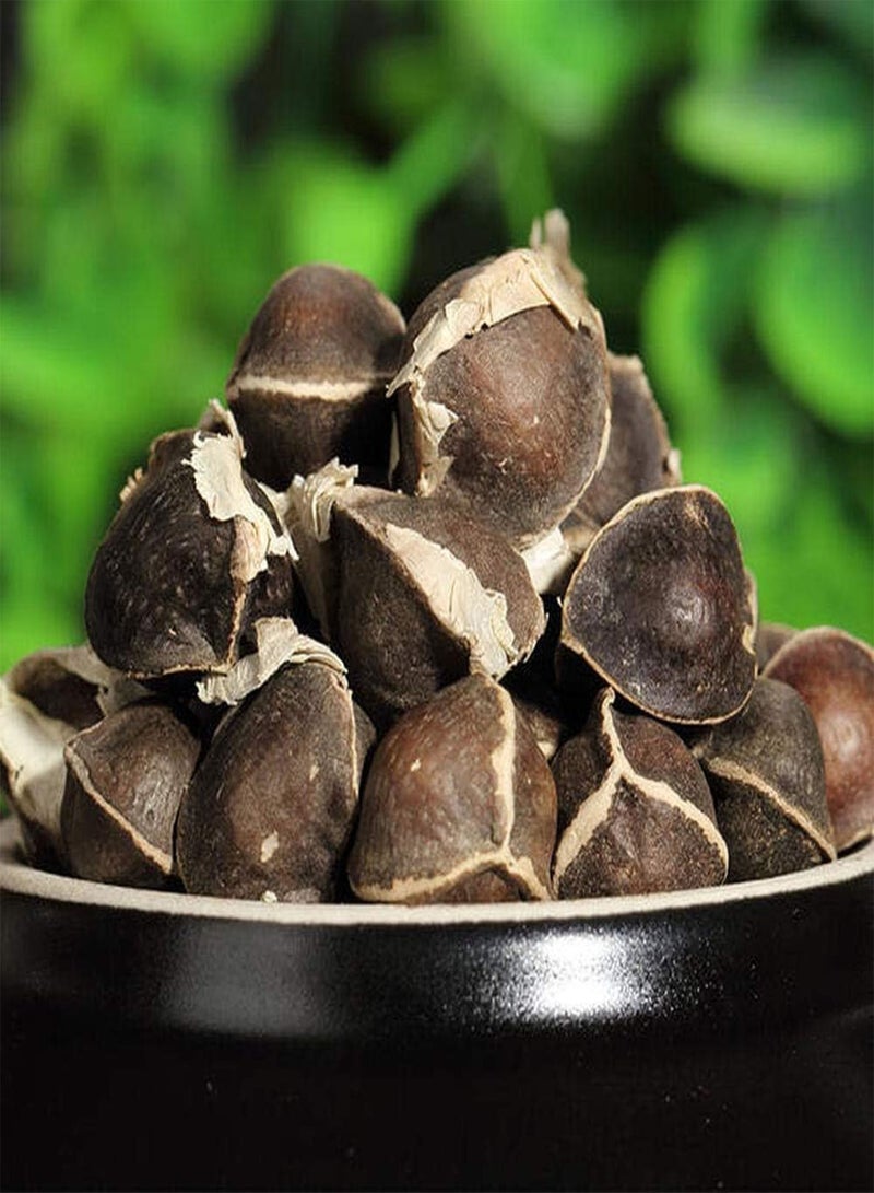 GGOOT 20pcs Moringa Seeds The Trees Bloom All Year Round Fresh Seeds Has Economic Value and Ornamental Value Natural Growth Suitable for Beginners to Grow in The Garden - Image 2