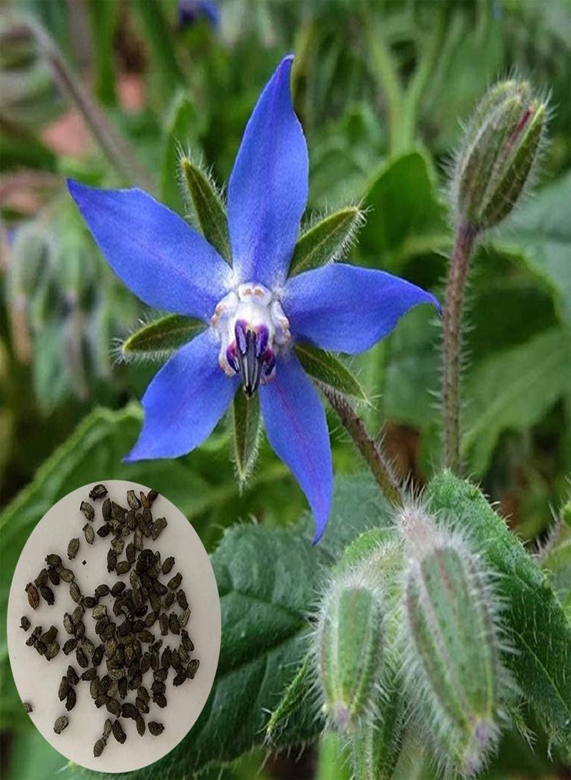 GGOOT 1300Pcs Borage Seeds,Garden Yard Windowsill Herb Plant Nutritious Vegetable for Planting Garden Yard Outdoor 1 Borage Seeds - Image 1