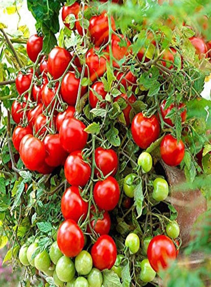 GGOOT 30Pcs Climbing Tomato Seeds,Edible Vegetable Food Home Garden Bonsai Plants for Planting Garden Yard Outdoor Climbing Tomato Seeds 30pcs - Image 1