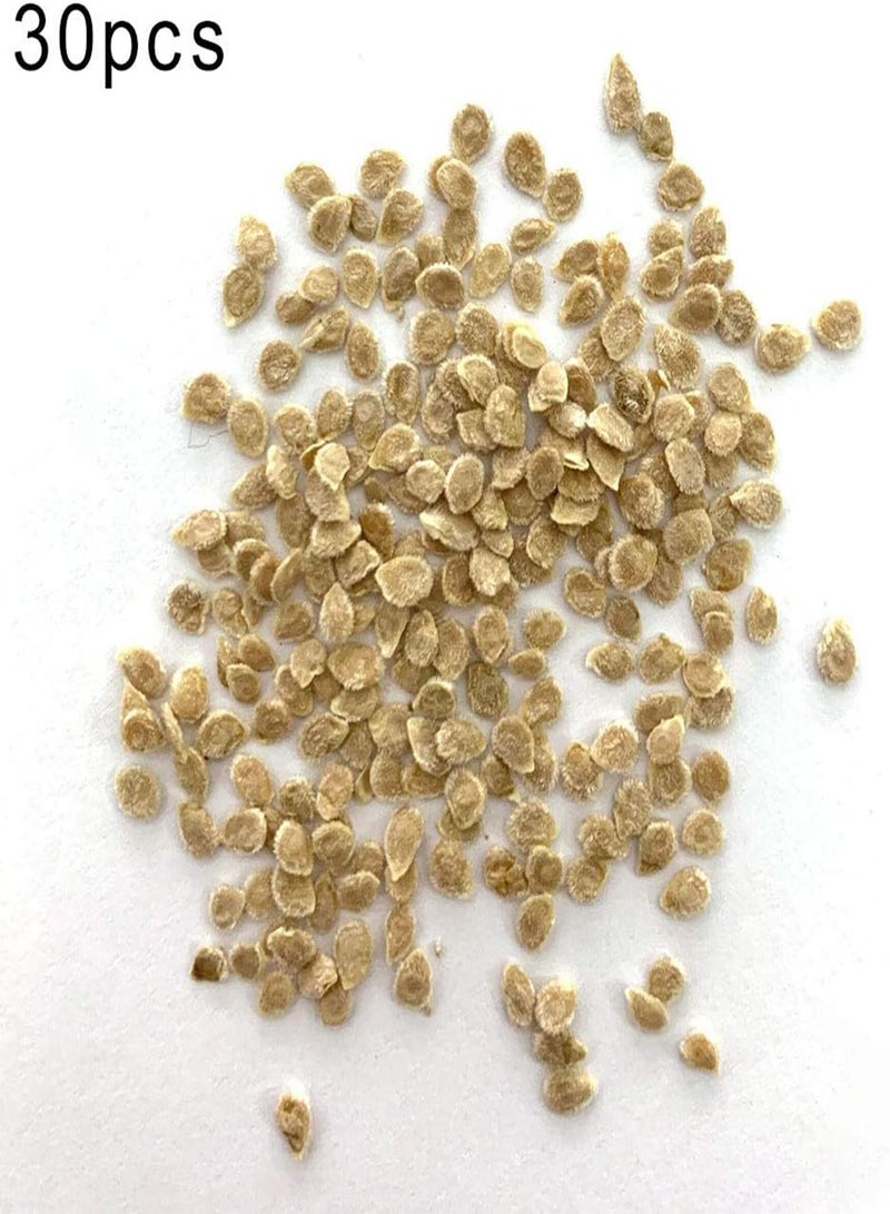 GGOOT 30Pcs Climbing Tomato Seeds,Edible Vegetable Food Home Garden Bonsai Plants for Planting Garden Yard Outdoor Climbing Tomato Seeds 30pcs - Image 2