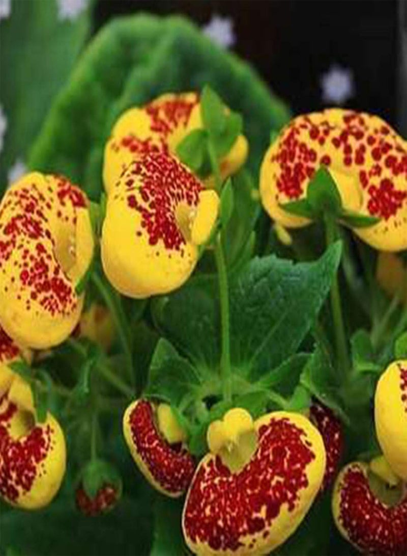 GGOOT 50Pcs/Bag Slipper FlowerAnnual Vibrant Georgic Heart Shaped Calceolaria Herbeohybridafor Planting-Seed - Image 5