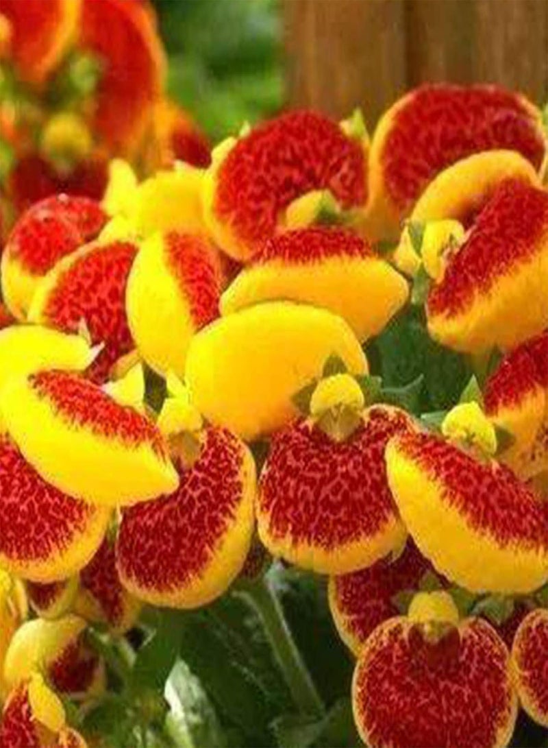 GGOOT 50Pcs/Bag Slipper FlowerAnnual Vibrant Georgic Heart Shaped Calceolaria Herbeohybridafor Planting-Seed - Image 2