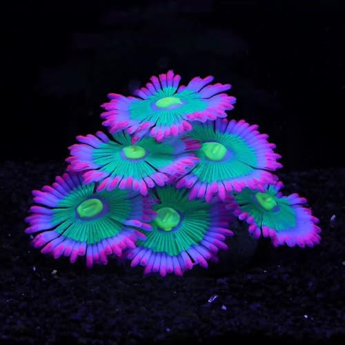 ZtohPyo Glowing Effect Soft Anemone Aquarium Fish Tank Decorations Silicone Glow in The Dark Artificial Ornament Plants for Aquarium Landscape SmallLarge Fish Bowl Decor Accessories - Image 1