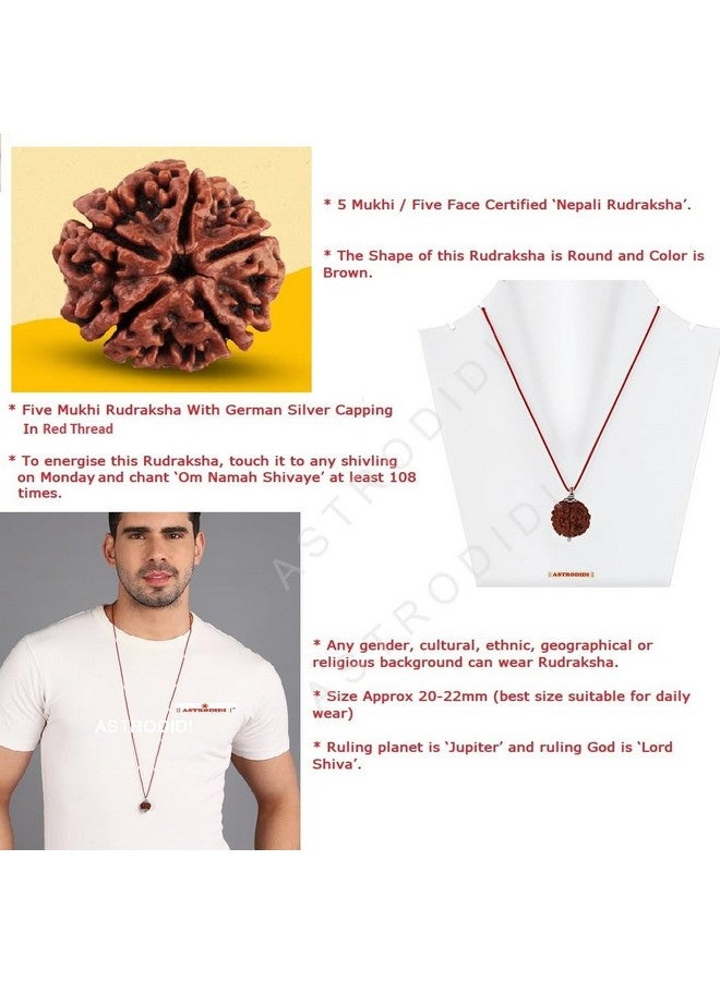 ASTRODIDI قلادة رودراکشا 5 موخى أسترويدي معتمدة من المختبر نيبالية أصلية معتمدة من رودراکشا أصلها نيبال، لون بني | فوائد فلكية | تصميم يونيسكس للرجال والنساء - Image 4