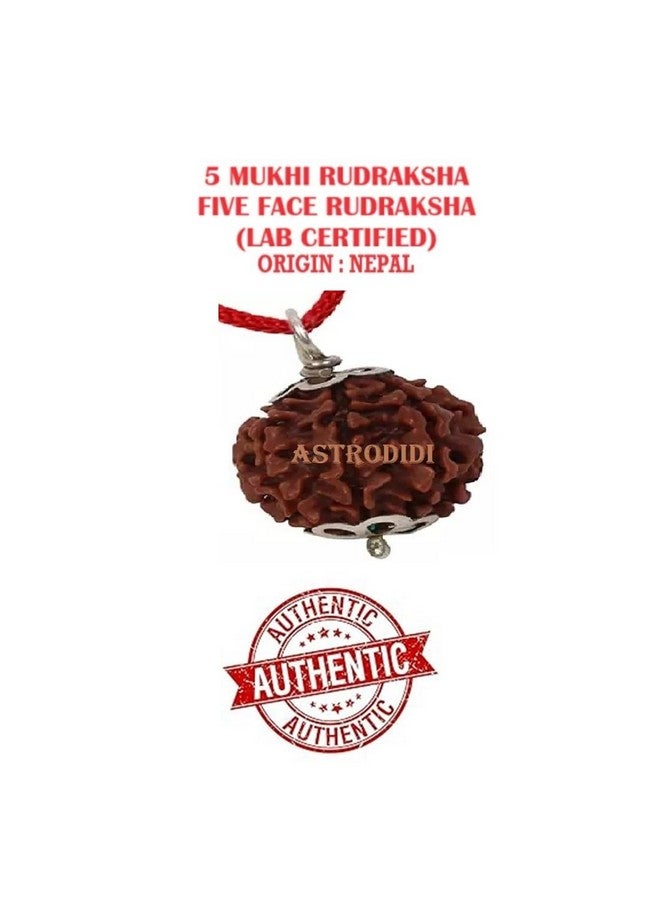 ASTRODIDI قلادة رودراکشا 5 موخى أسترويدي معتمدة من المختبر نيبالية أصلية معتمدة من رودراکشا أصلها نيبال، لون بني | فوائد فلكية | تصميم يونيسكس للرجال والنساء - Image 3