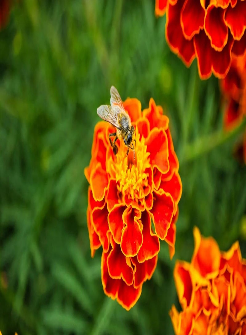 GGOOT 360 Seeds Tagetes Patula NaNa Double Mixture Brocade - Image 2