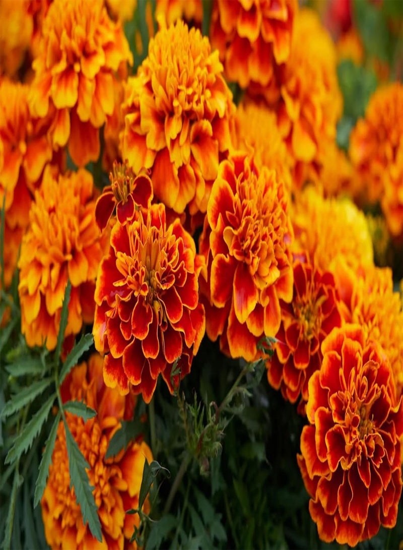 GGOOT 360 Seeds Tagetes Patula NaNa Double Mixture Brocade - Image 1