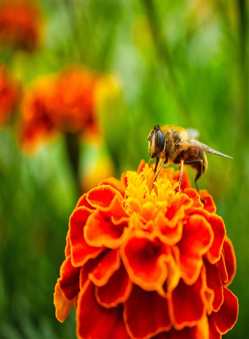 GGOOT 360 Seeds Tagetes Patula NaNa Double Mixture Brocade - Image 3