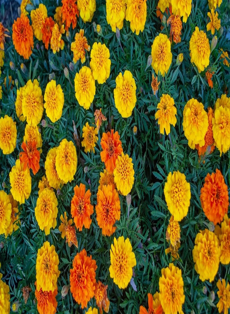 GGOOT 360 Seeds Tagetes Patula NaNa Double Mixture Brocade - Image 5